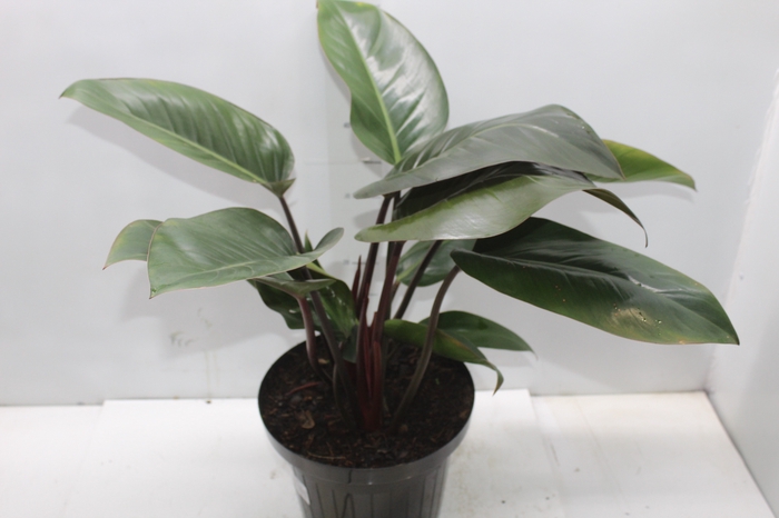 <h4>PHILODENDRON VARIADO P24</h4>