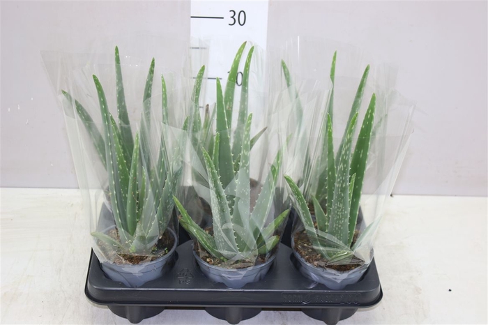 <h4>Aloe Vera</h4>