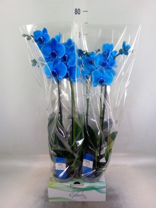 <h4>Phalaenopsis   ...</h4>