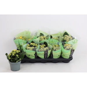 KAL GE PERFECTA YELL