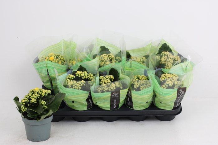 <h4>KAL GE PERFECTA YELL</h4>