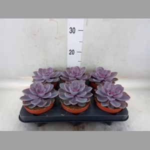 Echeveria  'Purple Pearl'