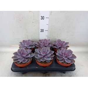 Echeveria  'Purple Pearl'