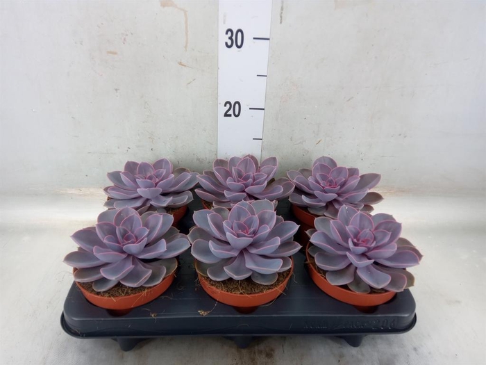 <h4>Echeveria  'Purple Pearl'</h4>