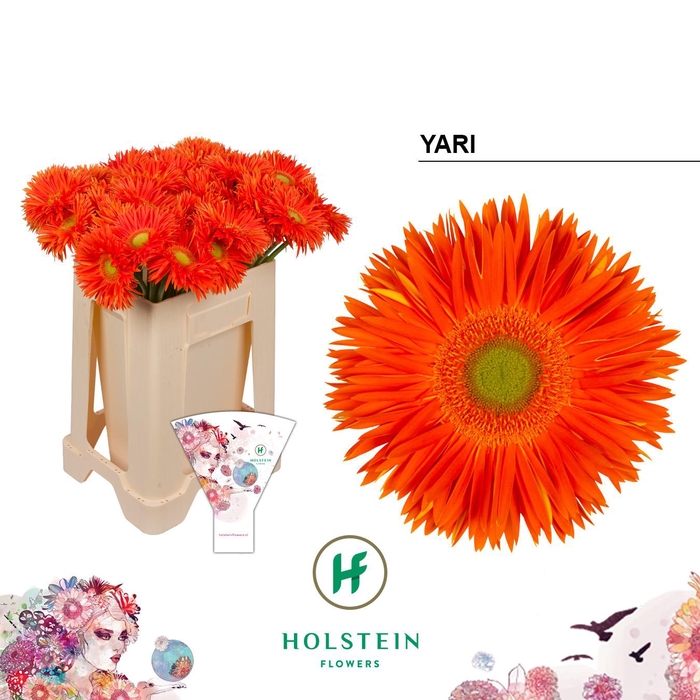 <h4>Gerbera Spider Yari</h4>