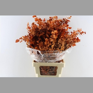 Euca Stuartiana Stab. Orange