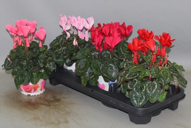 <h4>CYCL GR SUP XL</h4>