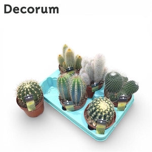 Cactus gemengd