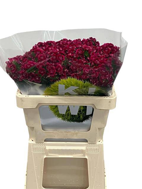 Dianthus Br Kiwi Dark Red