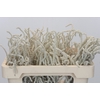 Amaranthus Yearming Desert
