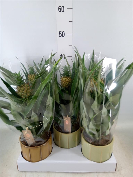 <h4>Ananas  'Mi Amigo'</h4>