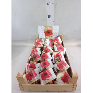 Hippeastrum   ...flowerbulbs