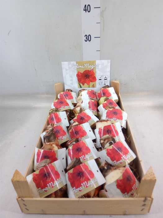 <h4>Hippeastrum   ...flowerbulbs</h4>