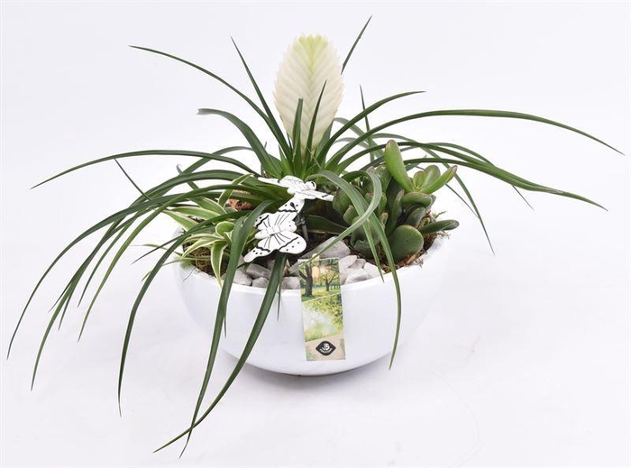 <h4>Keramiek schaal wit 22cm</h4>