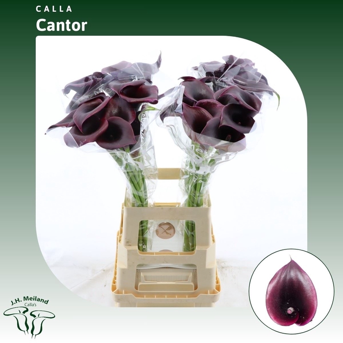 <h4>Calla Cantor</h4>