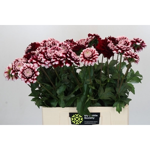 Dahlia Checkers