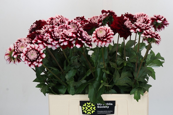 Dahlia Checkers