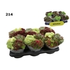 Sempervivum overig