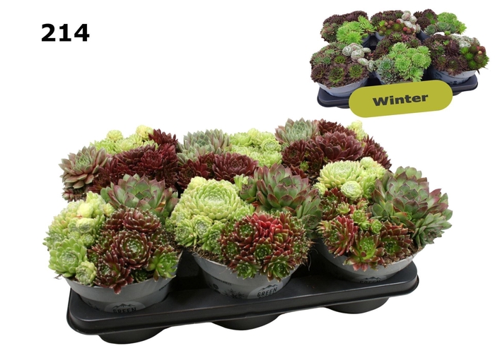 <h4>Sempervivum overig</h4>