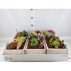 Arr. Sempervivum L%