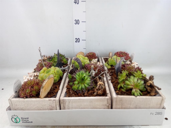 <h4>Arr. Sempervivum L%</h4>