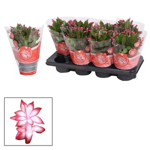 Schlumbergera - 13 cm - Red (België Rood)