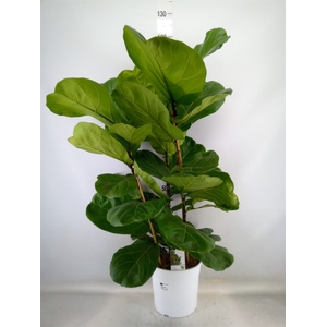 Ficus lyrata