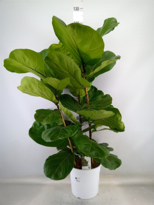 <h4>Ficus lyrata</h4>
