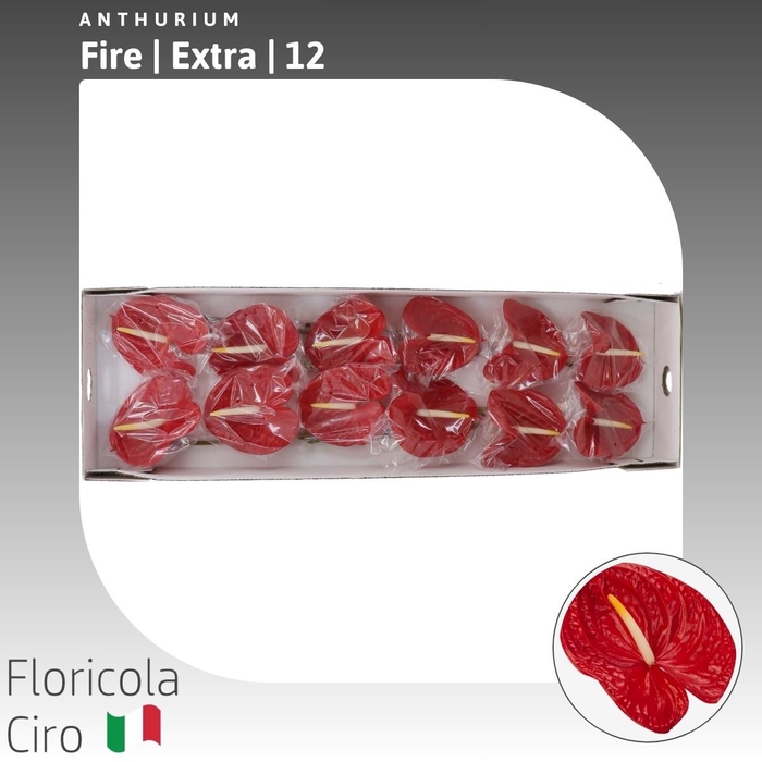 <h4>Anthurium Fire | Extra</h4>