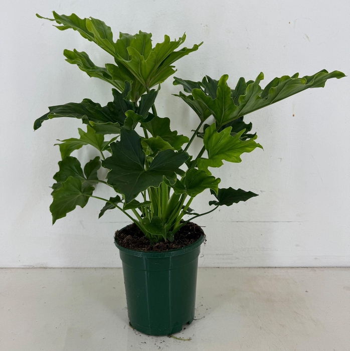 <h4>Philodendron selloum Hope p19</h4>