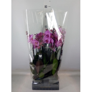 Phalaenopsis  'Ant Orlando'