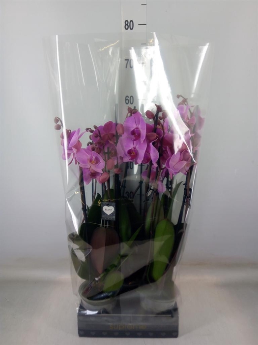 <h4>Phalaenopsis  'Ant Orlando'</h4>