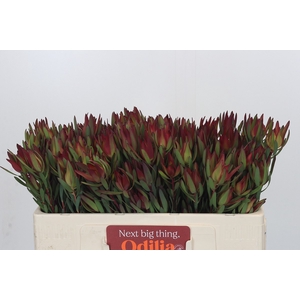 Leucadendron Blush Spray