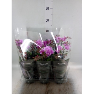 Phalaenopsis multi.   ...lilac