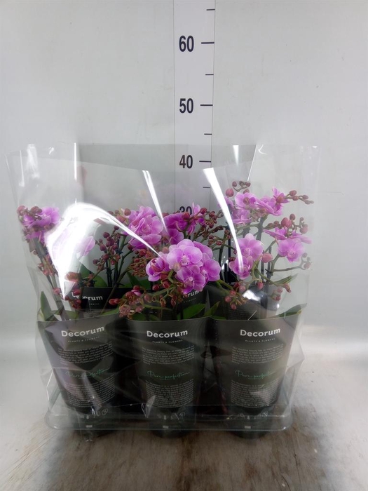 <h4>Phalaenopsis multi.   ...lilac</h4>