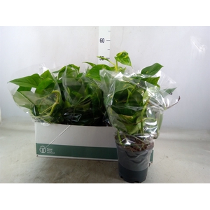Epipremnum pinn. 'Aureum'