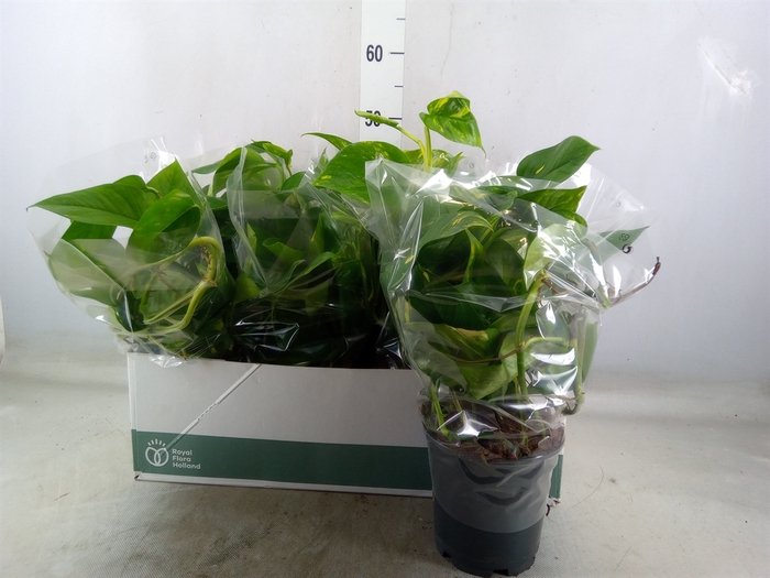 <h4>Epipremnum pinn. 'Aureum'</h4>