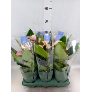 Anthurium  'Joli Pulse'