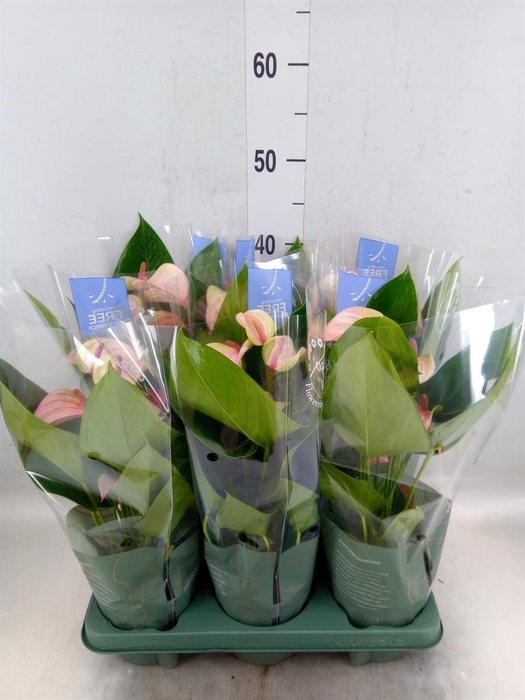 <h4>Anthurium  'Joli Pulse'</h4>
