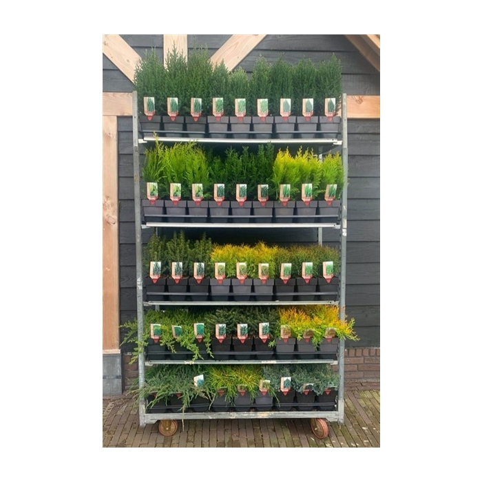 <h4>conifères roll mix variétés</h4>