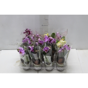 PHALAENOPSIS MINI P06