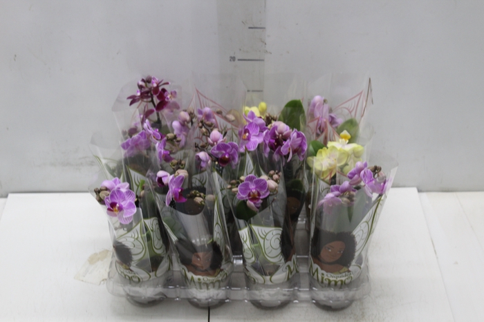 <h4>PHALAENOPSIS MINI P06</h4>