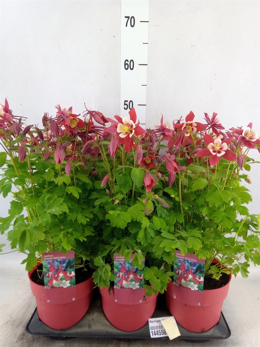 <h4>Aquilegia  'Earlybird Red White'</h4>