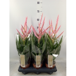 Tillandsia  'Dolce'