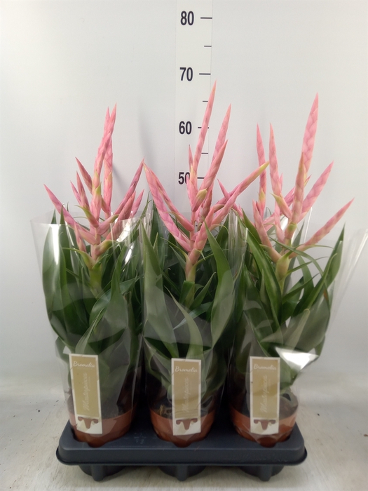 <h4>Tillandsia  'Dolce'</h4>