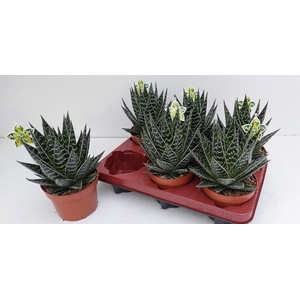 Aloe Tiki Tahi