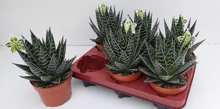 <h4>Aloe Tiki Tahi</h4>