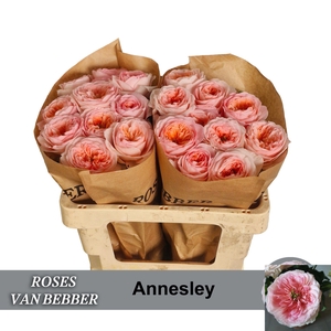R GR ANNESLEY!