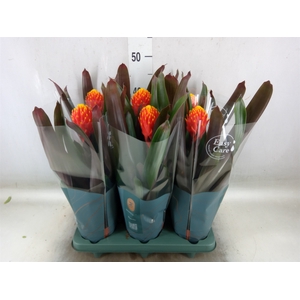 Guzmania  'Tala'