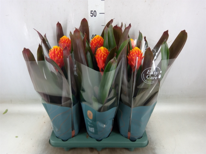 <h4>Guzmania  'Tala'</h4>